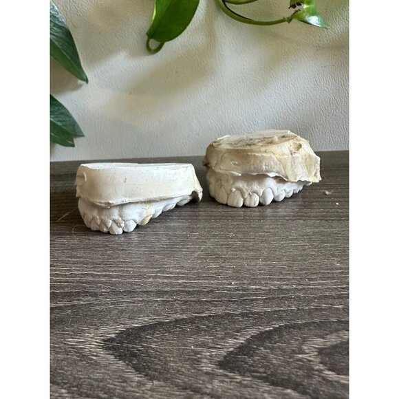 Vintage Dental Teeth Mold Cast – Upper & Lower Set - Picture 10 of 11